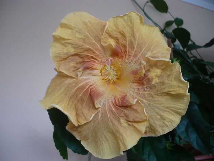 P1210773 - HIBISCUSI 2015-1