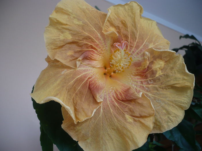 P1210777 - HIBISCUSI 2015-1