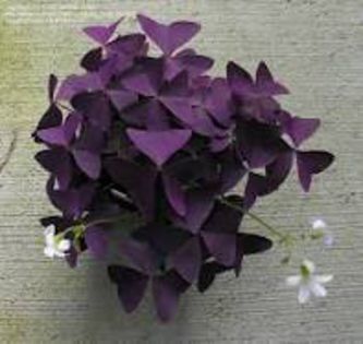 oxalis triangularis - 0 VANZARE BULBI OXALIS