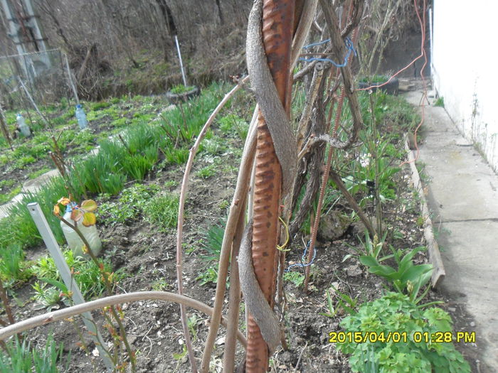 wisteria din seminte - 1 aprilie 2015 serviciu 10 ani