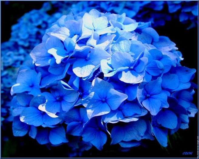 Hortensia-bleu - dorinte