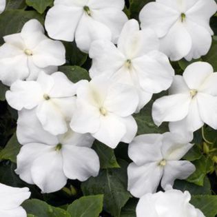 impatiens alb - dorinte