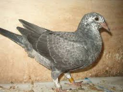 images (2) - porumbei 2015