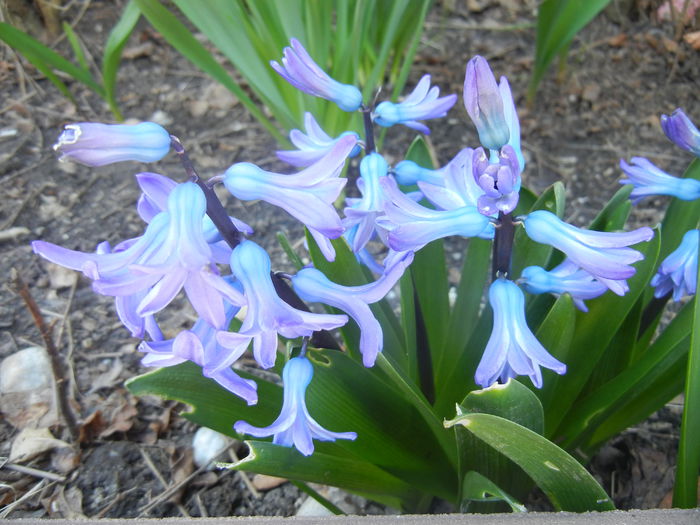 Hyacinth Delft Blue (2015, March 31) - Hyacinth Delft Blue