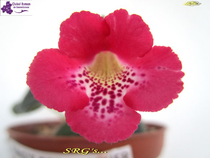 SRG s Red Feather - Sinningii 2015