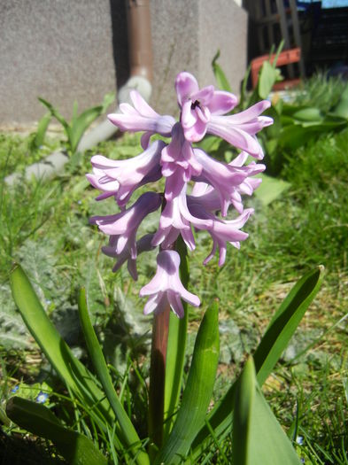 Hyacinth Splendid Cornelia (2015, Mar.31)