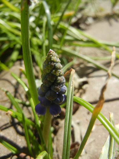 Muscari armeniacum (2015, March 31) - Muscari Armeniacum