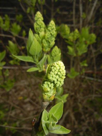 White Lilac Tree (2015, April 01)