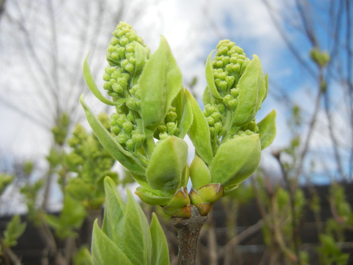 White Lilac Tree (2015, April 01)