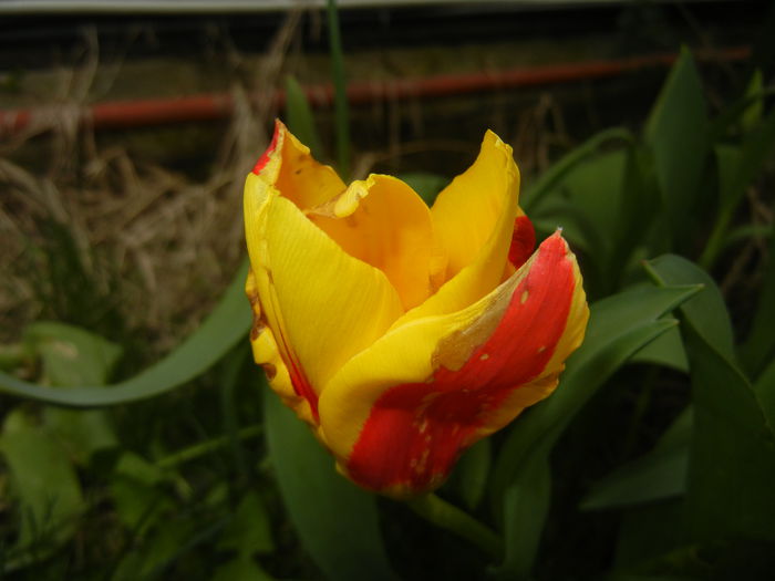 Tulipa Stresa (2015, April 01)