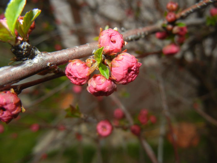Prunus triloba (2015, April 01) - Prunus triloba