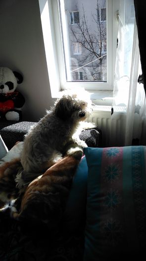 DSC_0811 - Fritz  Bella  Mimi