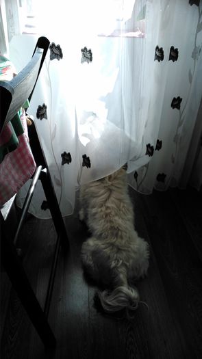 DSC_0800 - Fritz  Bella  Mimi