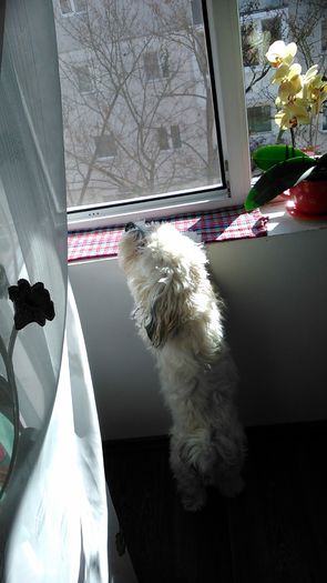 DSC_0804 - Fritz  Bella  Mimi