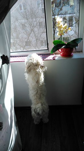 DSC_0807 - Fritz  Bella  Mimi