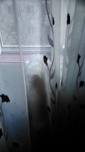 DSC_0809 - Fritz  Bella  Mimi