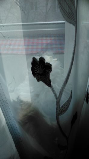 DSC_0810 - Fritz  Bella  Mimi