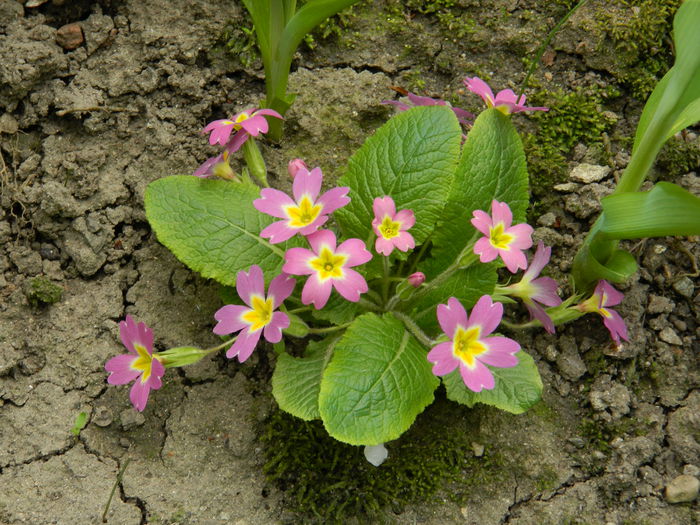 DSCN2987 - 2015_APRILIE