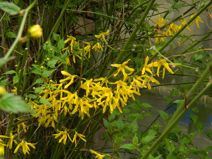 DSCN2990 - 2015_APRILIE