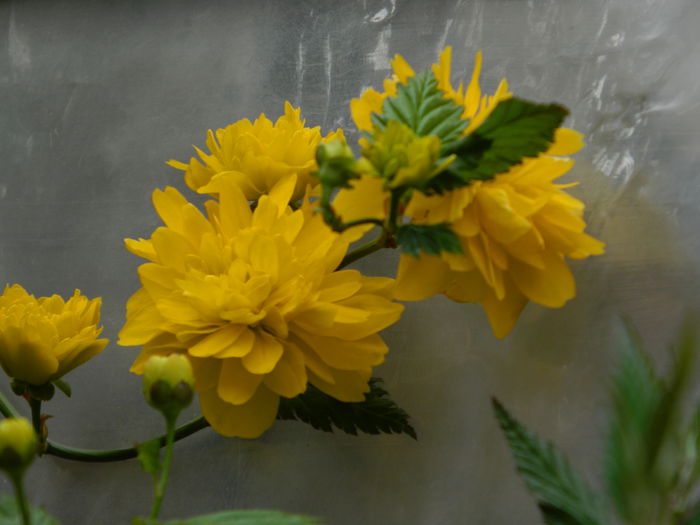 DSCN2991 - 2015_APRILIE