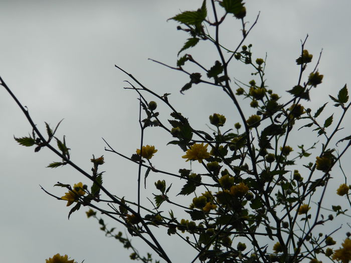 DSCN2992 - 2015_APRILIE