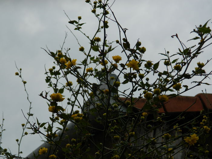 DSCN2993 - 2015_APRILIE