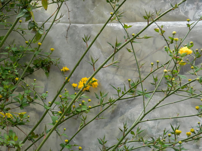 DSCN2994 - 2015_APRILIE
