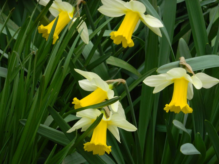 DSCN3004 - 2015_APRILIE