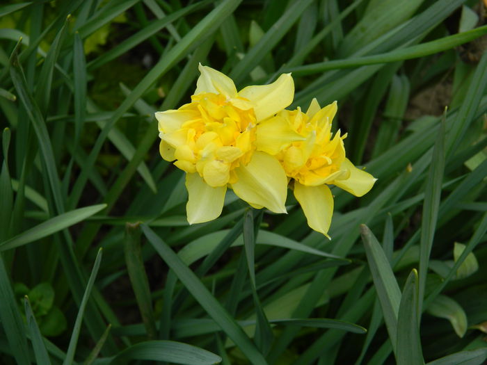 DSCN3006 - 2015_APRILIE