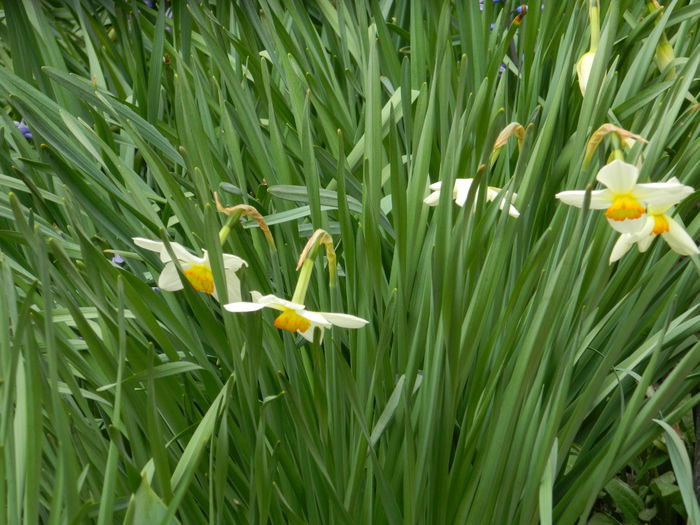 DSCN3008 - 2015_APRILIE