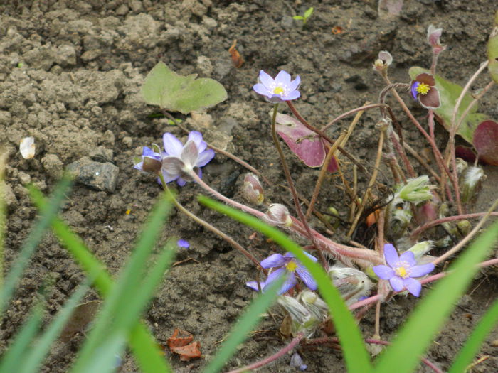 DSCN3045 - 2015_APRILIE