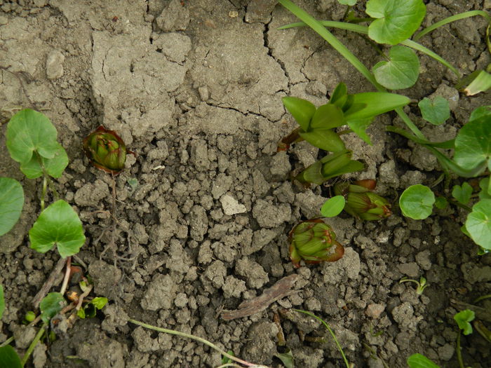 DSCN3051 - 2015_APRILIE