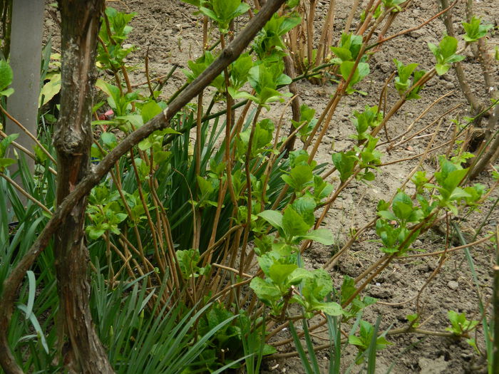 DSCN3053 - 2015_APRILIE