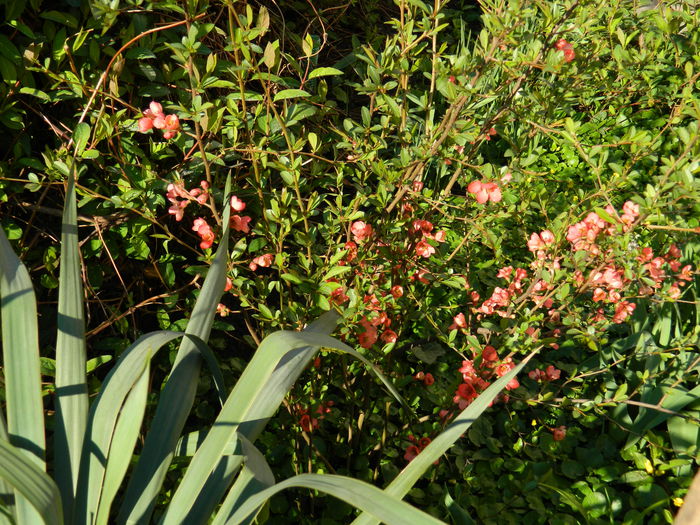 DSCN3060 - 2015_APRILIE
