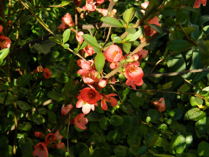 DSCN3063 - 2015_APRILIE