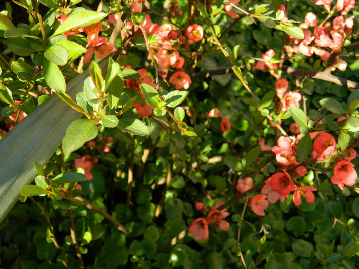 DSCN3064 - 2015_APRILIE