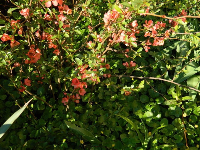 DSCN3065 - 2015_APRILIE