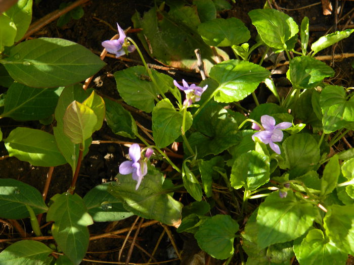DSCN3066 - 2015_APRILIE