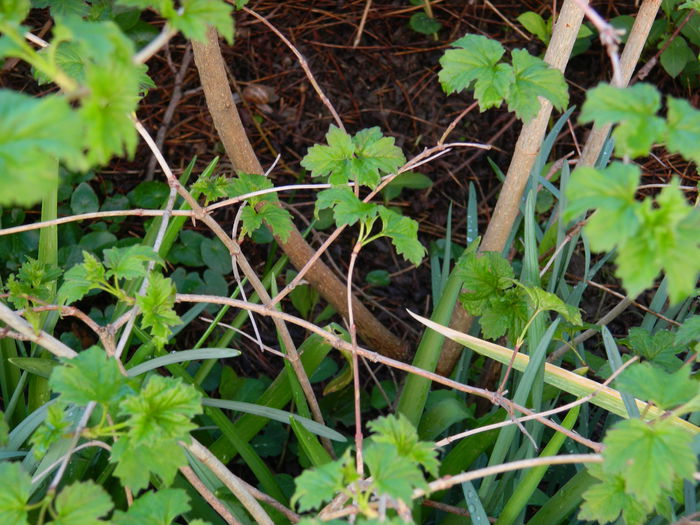 DSCN3067 - 2015_APRILIE