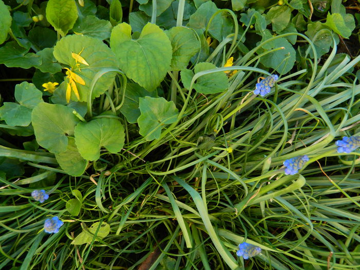 DSCN3070 - 2015_APRILIE