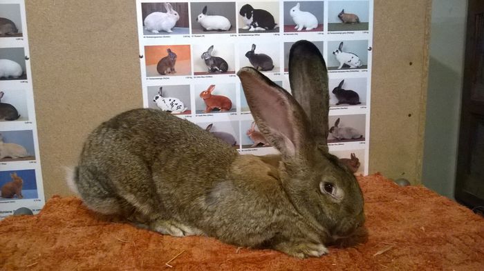 Femela Hartleb Werner