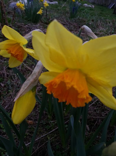 20150401_081626 - 1_PRIMAVARA