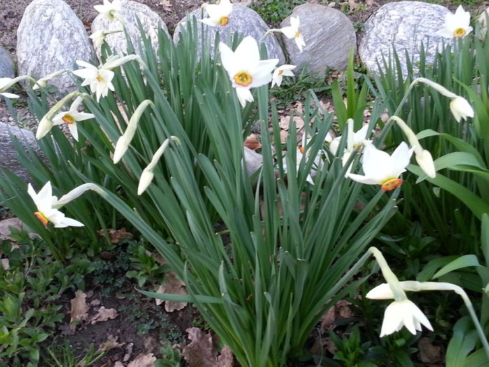 20150402_192951 - 1_PRIMAVARA