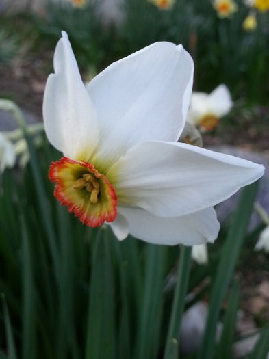 20150402_193002 - 1_PRIMAVARA