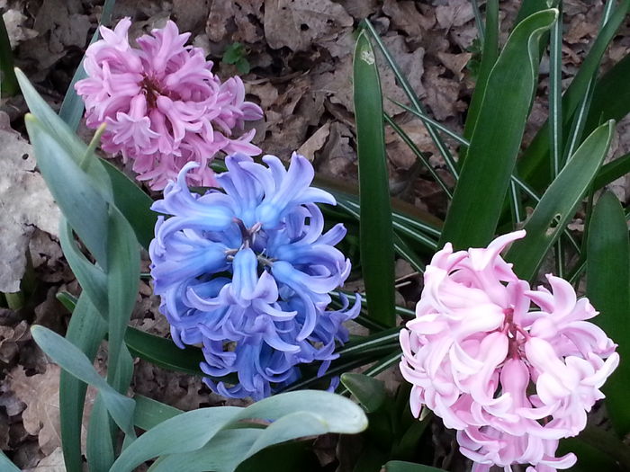 20150402_193258 - 1_PRIMAVARA