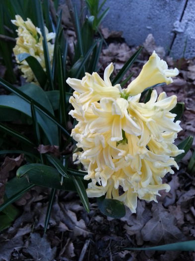 20150402_193326 - 1_PRIMAVARA