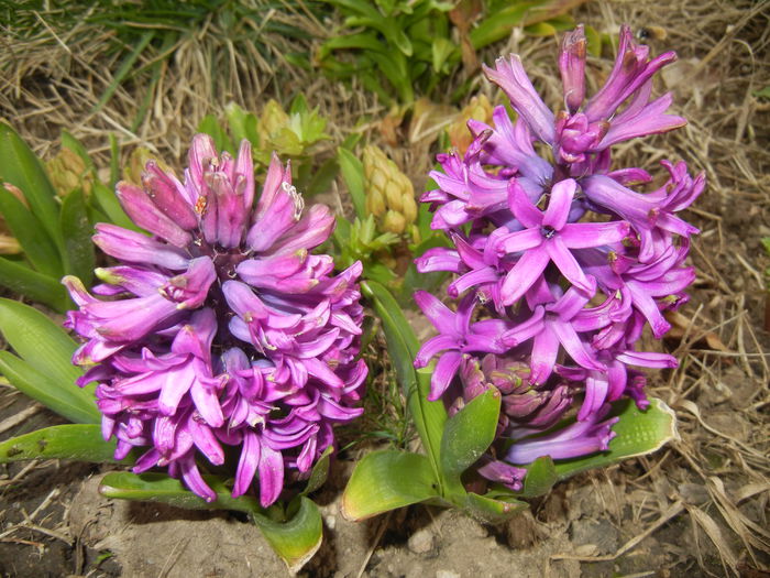 Hyacinth Purple Sensation (2015, Apr.01)