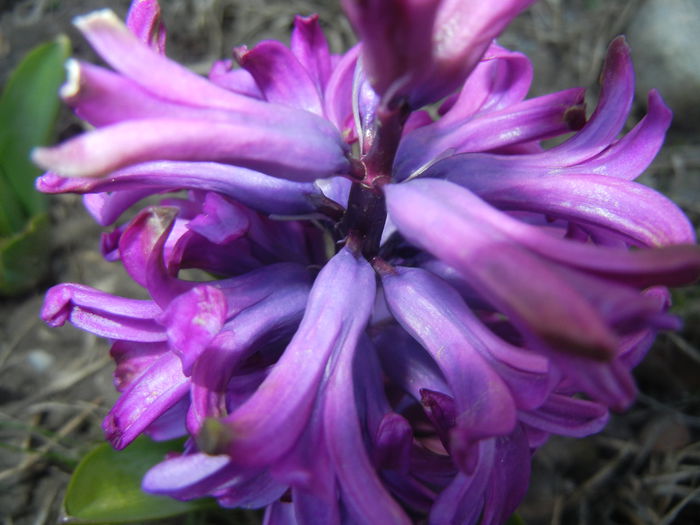 Hyacinth Purple Sensation (2015, Apr.01)