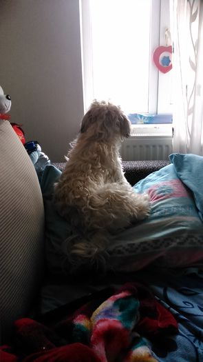 DSC_0653 - Fritz  Bella  Mimi