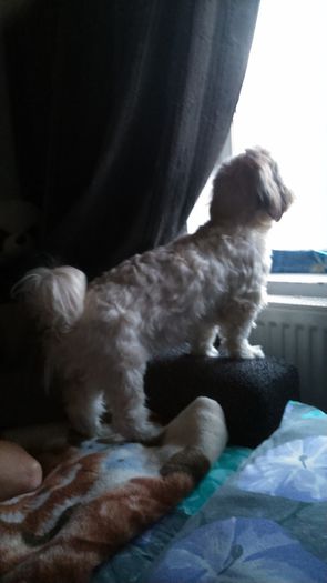 DSC_0725 - Fritz  Bella  Mimi